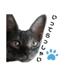 我が家の愛猫⑤（個別スタンプ：11）