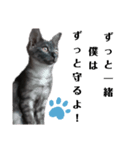 我が家の愛猫⑤（個別スタンプ：12）
