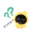 我が家の愛猫⑤（個別スタンプ：14）