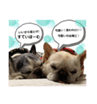 ちゃらのすたんぷ～（個別スタンプ：7）