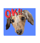 我が家のお犬様^ ^（個別スタンプ：1）