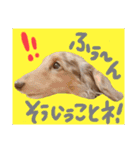 我が家のお犬様^ ^（個別スタンプ：3）