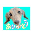 我が家のお犬様^ ^（個別スタンプ：4）