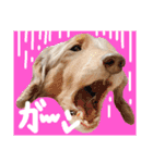 我が家のお犬様^ ^（個別スタンプ：6）