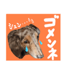 我が家のお犬様^ ^（個別スタンプ：7）