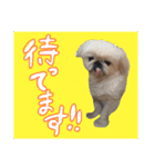 我が家のお犬様^ ^（個別スタンプ：9）