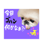 我が家のお犬様^ ^（個別スタンプ：10）