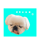 我が家のお犬様^ ^（個別スタンプ：13）