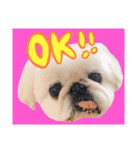 我が家のお犬様^ ^（個別スタンプ：14）