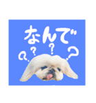 我が家のお犬様^ ^（個別スタンプ：15）