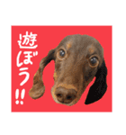 我が家のお犬様^ ^（個別スタンプ：16）