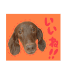 我が家のお犬様^ ^（個別スタンプ：17）