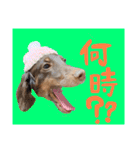 我が家のお犬様^ ^（個別スタンプ：18）