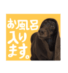我が家のお犬様^ ^（個別スタンプ：19）