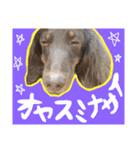 我が家のお犬様^ ^（個別スタンプ：20）