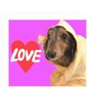 我が家のお犬様^ ^（個別スタンプ：23）