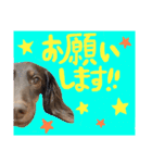 我が家のお犬様^ ^（個別スタンプ：24）