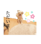 マルプーのきなこちゃん❤️（個別スタンプ：13）