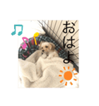 マルプーのきなこちゃん❤️（個別スタンプ：15）