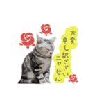 猫の鈴2（個別スタンプ：2）