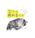 猫の鈴2（個別スタンプ：3）