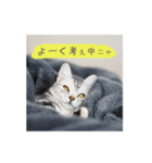 猫の鈴2（個別スタンプ：4）