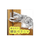 猫の鈴2（個別スタンプ：5）
