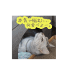 猫の鈴2（個別スタンプ：7）