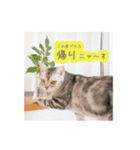 猫の鈴2（個別スタンプ：8）