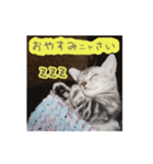 猫の鈴2（個別スタンプ：13）