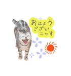 猫の鈴2（個別スタンプ：16）