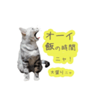 猫の鈴2（個別スタンプ：17）