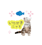 猫の鈴2（個別スタンプ：18）