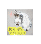 猫の鈴2（個別スタンプ：20）