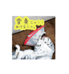 猫の鈴2（個別スタンプ：21）