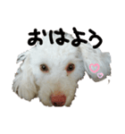 私のかわいい犬のスタンプ（個別スタンプ：1）