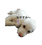 私のかわいい犬のスタンプ（個別スタンプ：3）