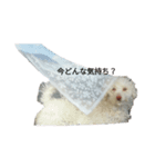 私のかわいい犬のスタンプ（個別スタンプ：4）