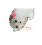 私のかわいい犬のスタンプ（個別スタンプ：5）