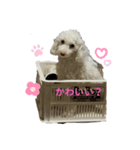 私のかわいい犬のスタンプ（個別スタンプ：7）