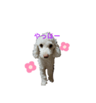私のかわいい犬のスタンプ（個別スタンプ：8）