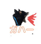 黒柴、白柴 ゆかいな仲間（個別スタンプ：7）