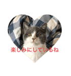 にゃんこ使える日常スタンプですよ（個別スタンプ：1）