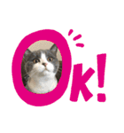 にゃんこ使える日常スタンプですよ（個別スタンプ：2）