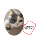 にゃんこ使える日常スタンプですよ（個別スタンプ：7）