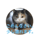 にゃんこ使える日常スタンプですよ（個別スタンプ：8）