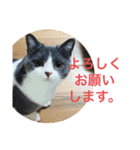 にゃんこ使える日常スタンプですよ（個別スタンプ：9）