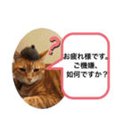 にゃんこ使える日常スタンプですよ（個別スタンプ：11）
