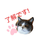 にゃんこ使える日常スタンプですよ（個別スタンプ：19）
