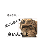にゃんこ使える日常スタンプですよ（個別スタンプ：20）